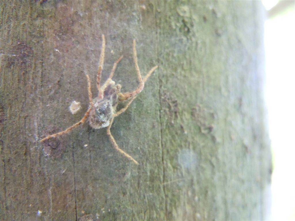 Strano ragno morto: Anyphaena sp.